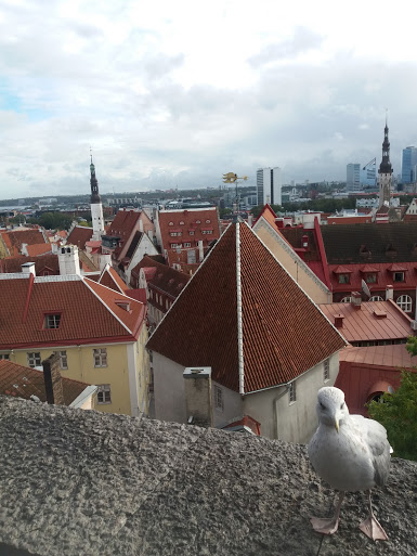 Viewing Platform in Tallinn's old town with Steven the Seagull